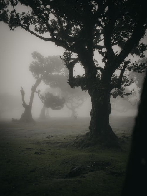 Photo of a Trees and a Person