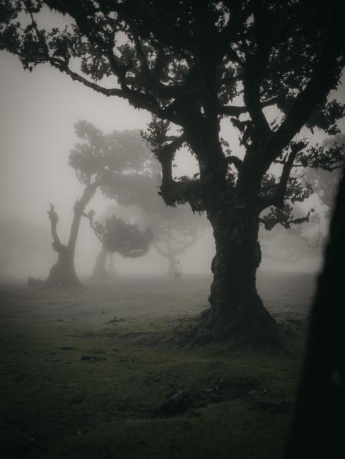 Eerie forest scene with mist and silhouetted trees creating a mysterious atmosphere.