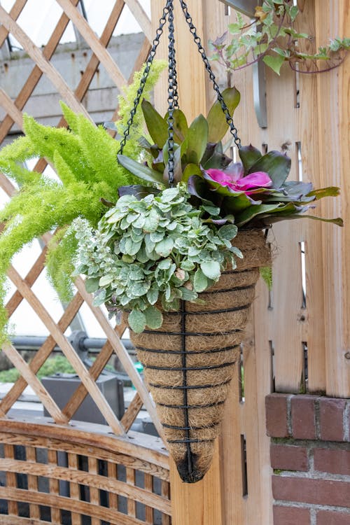 Hanging Potted Plants