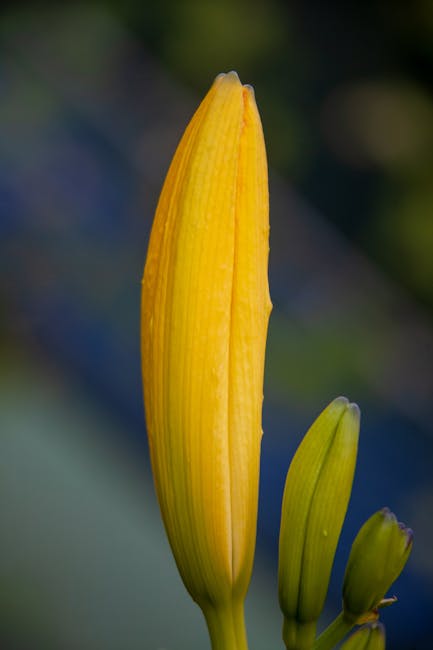 Yellow Flower Bud in Close Up Photography