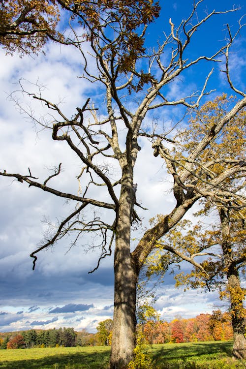 Foto d'estoc gratuïta de arbres, àrid, caure