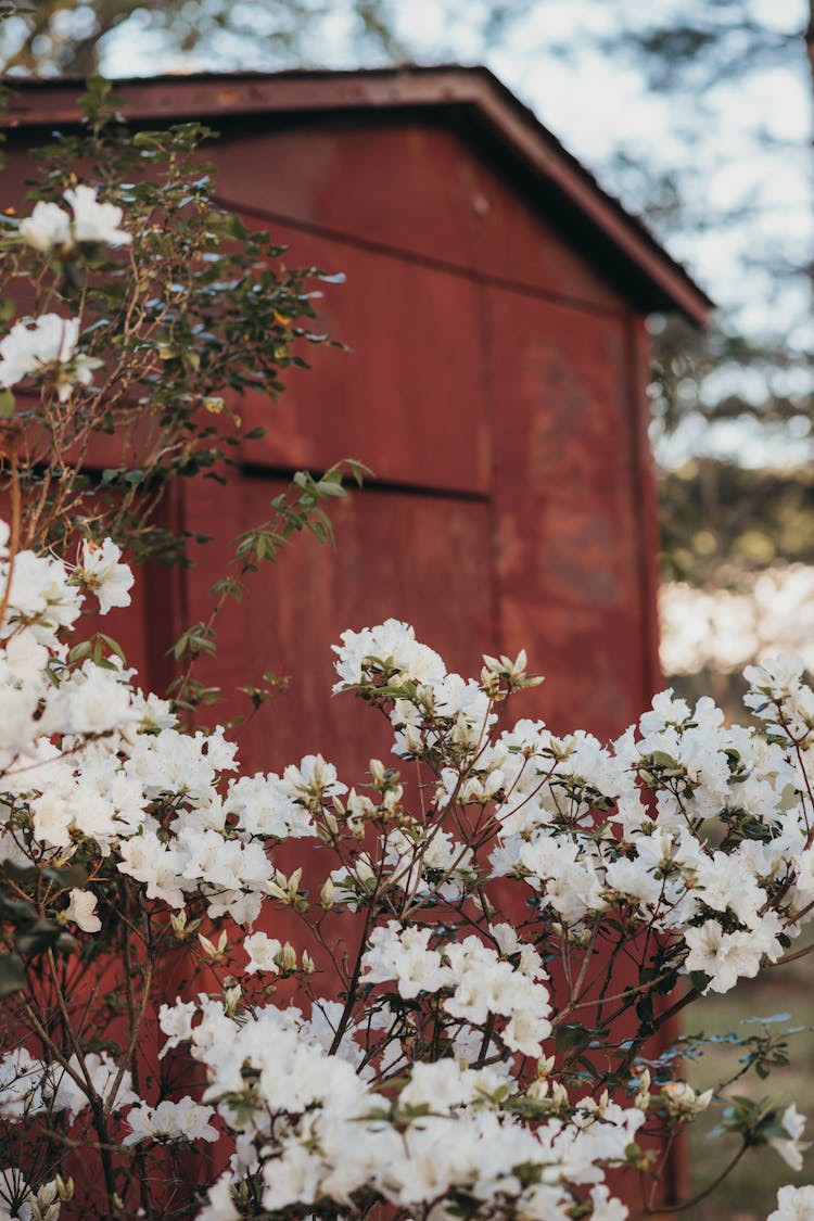 Close-Up Shot Of White Azaleas