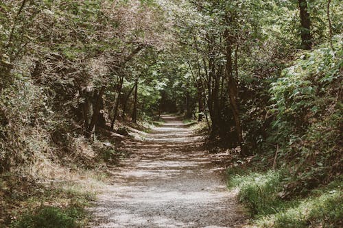 Fotos de stock gratuitas de al aire libre, camino, camino forestal