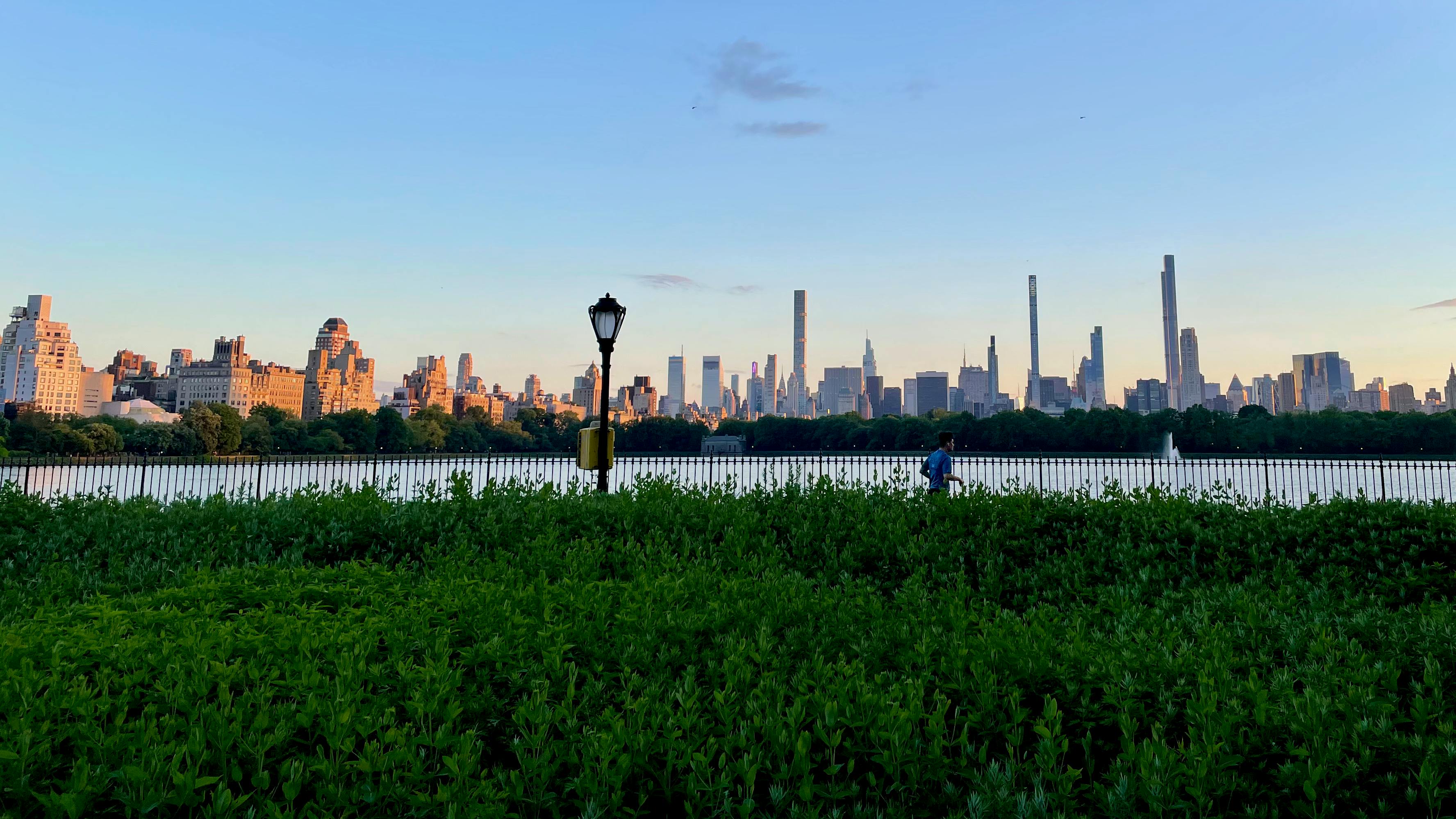 Plants New York Skyline Photos, Download The BEST Free Plants New York