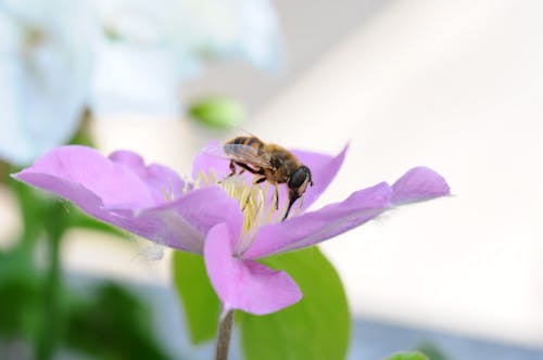 Bee on Flower