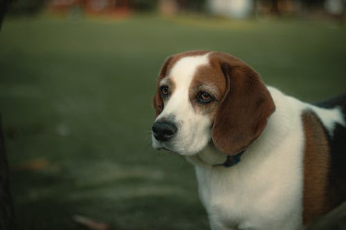 Gratis arkivbilde med beagle, dyr, dyrefotografering Arkivbilde