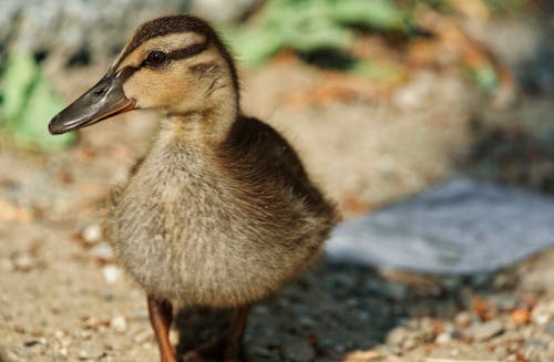 Free Brown Duck on Brown Soil Stock Photo