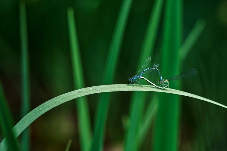 Blue Damselflies On Green Leaf