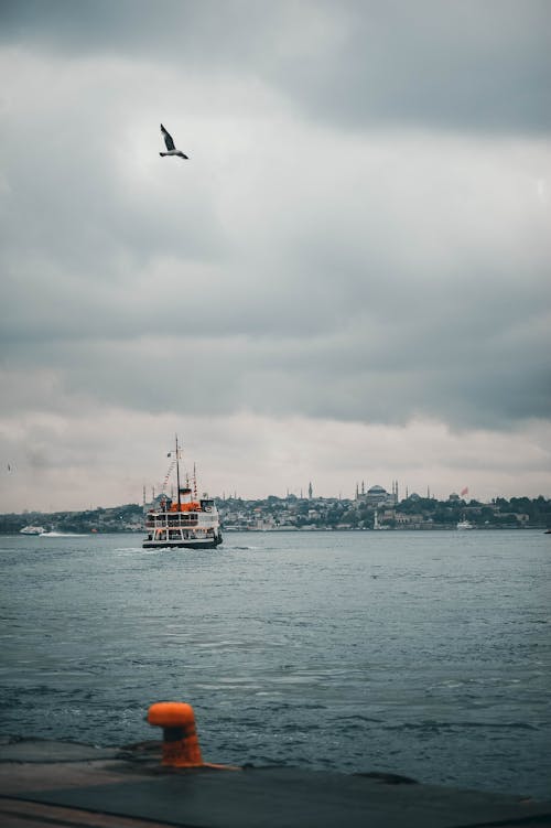 Seagull Flying near Coast of Istanbul