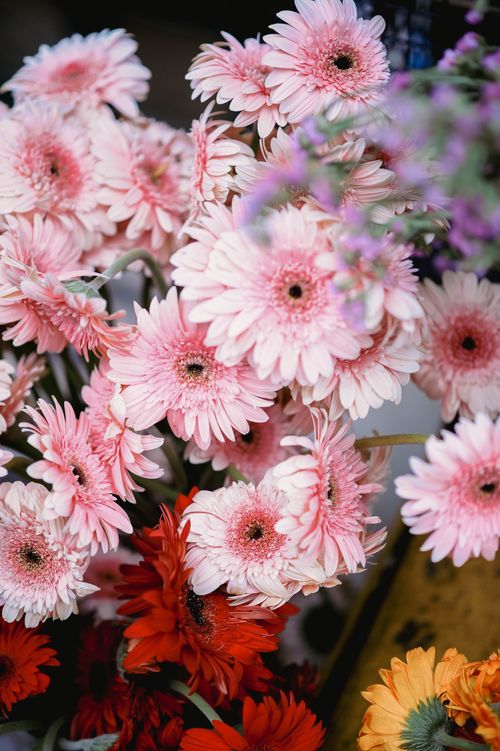 Free A close-up of a vibrant bouquet featuring pink and red Barberton daisies in full bloom. Stock Photo