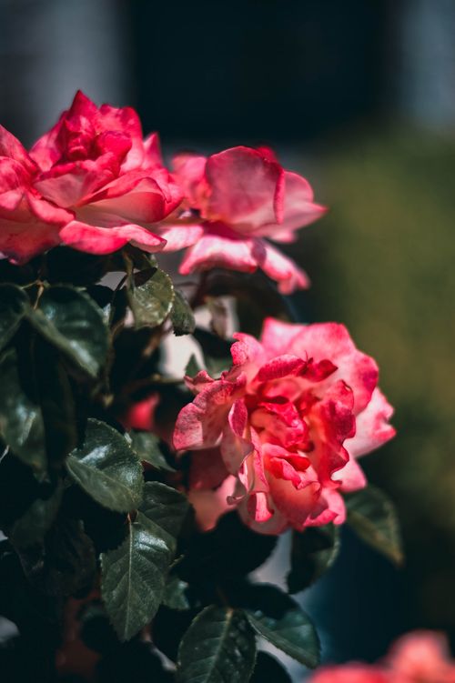Free Close-up of vibrant red roses blooming in sunlight, showcasing their beauty and detail. Stock Photo