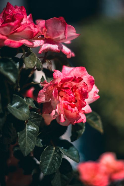 Free Close-up of vibrant pink roses in a sunlit garden setting, showcasing their natural beauty and vivid colors. Stock Photo
