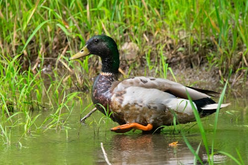 Mallard Dock on Water