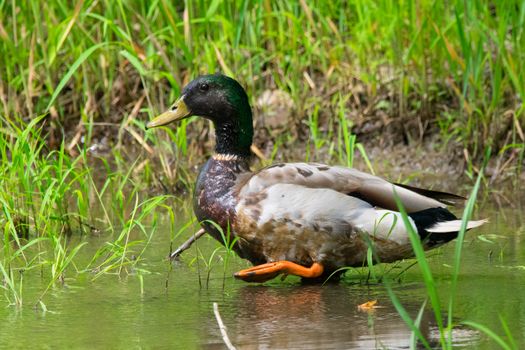 Mallard Dock on Water