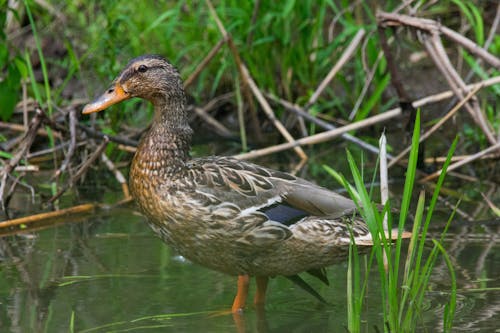 Free Female Mallard duck in a marsh Stock Photo