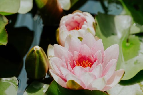 Free Close-up of pink lotus flowers blooming in a sunlit pond, showcasing vivid colors and natural beauty. Stock Photo