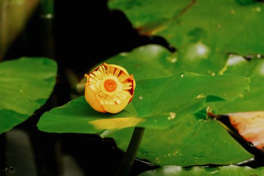 Yellow Flower on Green Leaves
