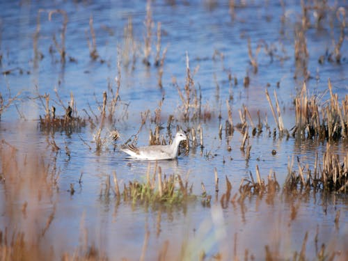 คลังภาพถ่ายฟรี ของ phalarope, ที่ลุ่มน้ำขัง, ธรรมชาติ