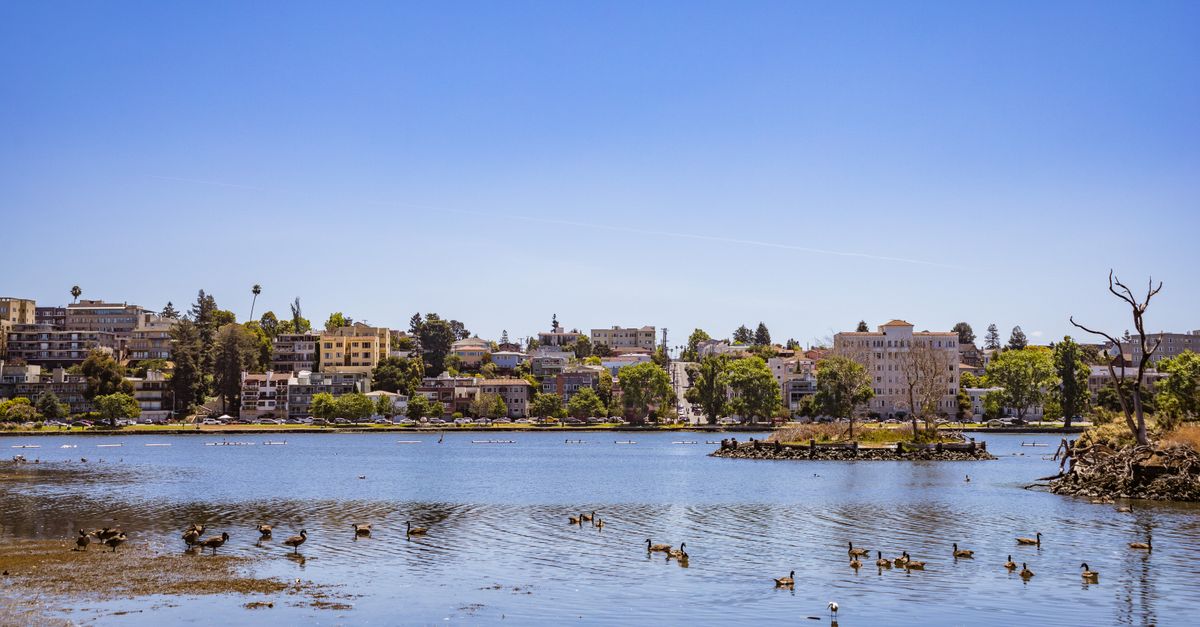 Picturesque urban shoreline with ducks gliding on a tranquil lake under a clear blue sky.