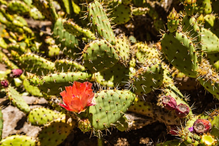 Prickly Pear Cacti With Flowers