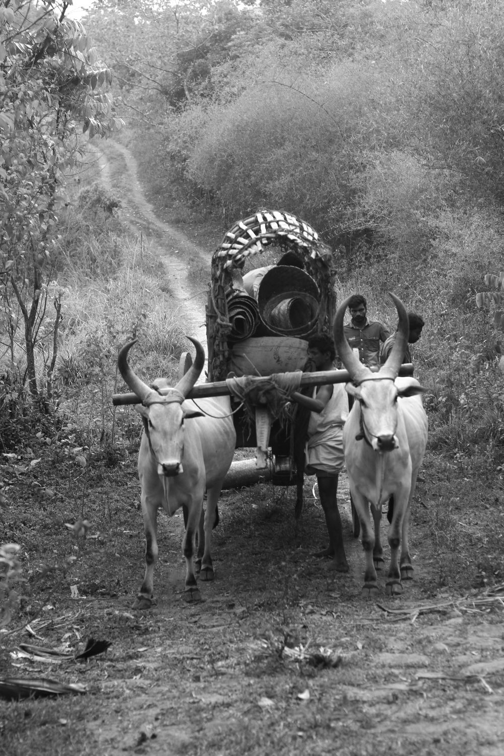 Goats Pulling Cart · Free Stock Photo