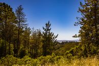 Tall Trees in the Forest