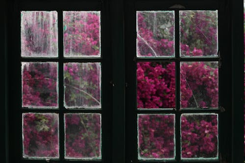 Foto stok gratis berantakan, berdebu, bunga-bunga merah muda