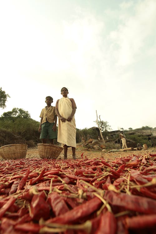Drying Red Chilies on the Ground