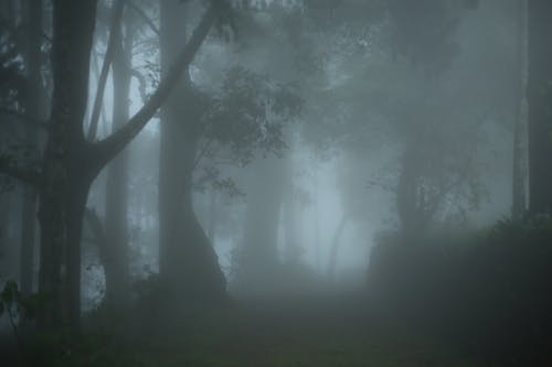 Kostnadsfri bild av dimma, landskap, mysterium