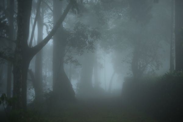 Fog-laden forest path — photo by Picstacy on Pexels