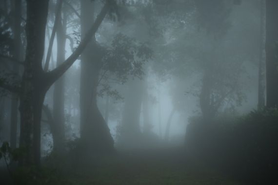 Misty forest path with an eerie atmosphere