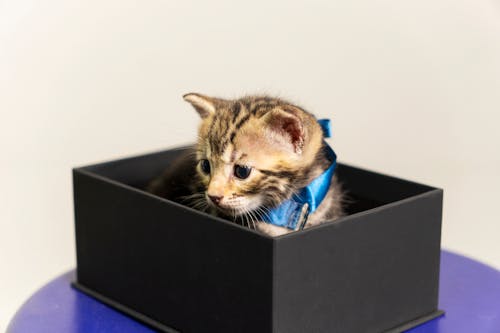 A Kitten in a Box