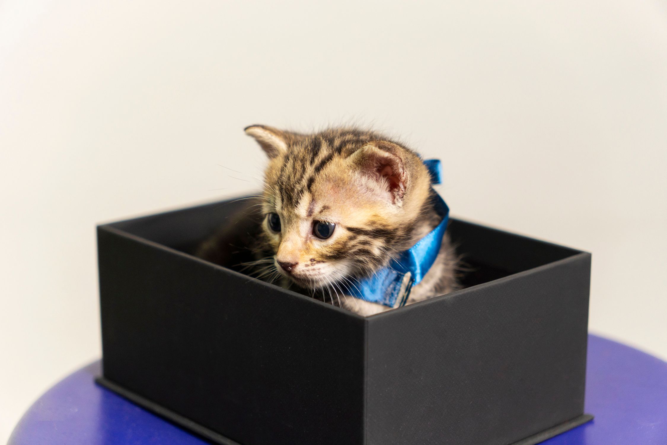A Kitten in a Box · Free Stock Photo