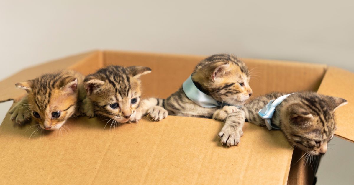 Kittens Inside Kittens inside a Cardboard Box · Free Stock Photo