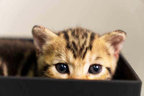 Fotos de stock gratuitas de amante de los gatos, bengala, cara de gato