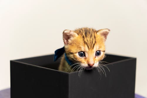 Fotos de stock gratuitas de amante de los gatos, bengala, cara de gato