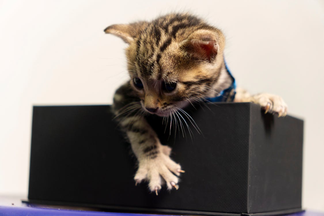 Fotos de stock gratuitas de amante de los gatos, bengala, cara de gato