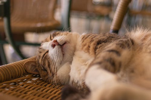 Free Cat Sleeping on a Wooden Chair Stock Photo