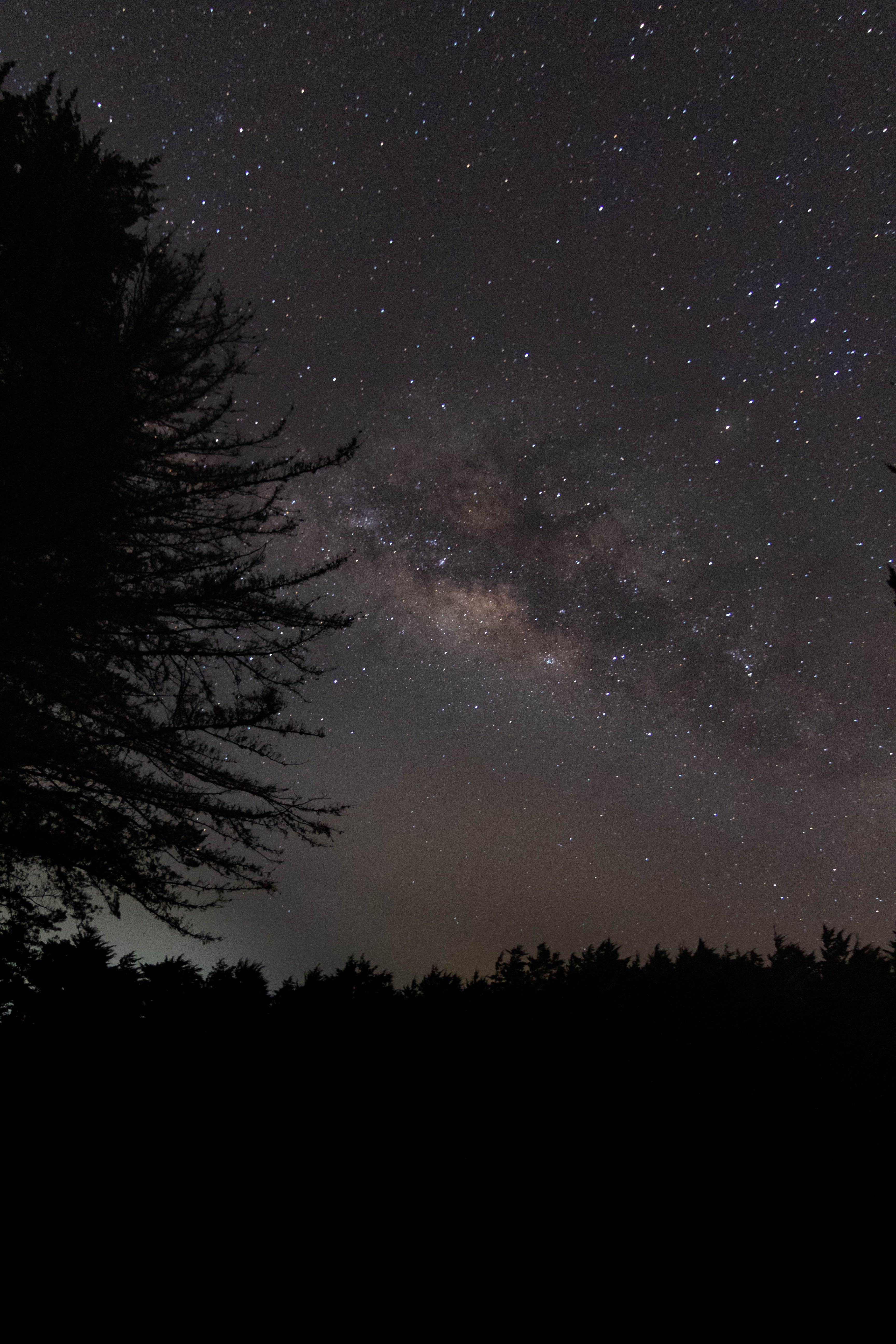 Silhouette of a Tree under a Starry Sky · Free Stock Photo