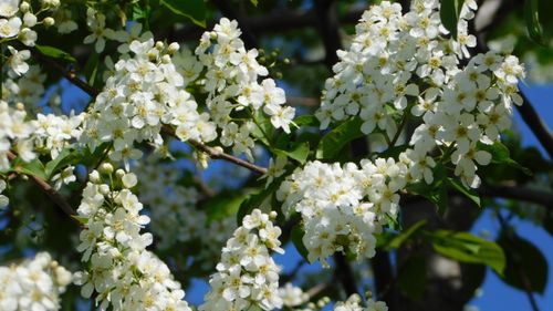 Free A close-up of white spring blossoms on a tree against a clear sky. Stock Photo