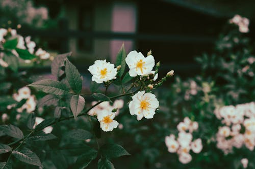 White Flowers With Green Leaves