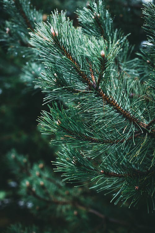 Close-up of Pine Tree Branches