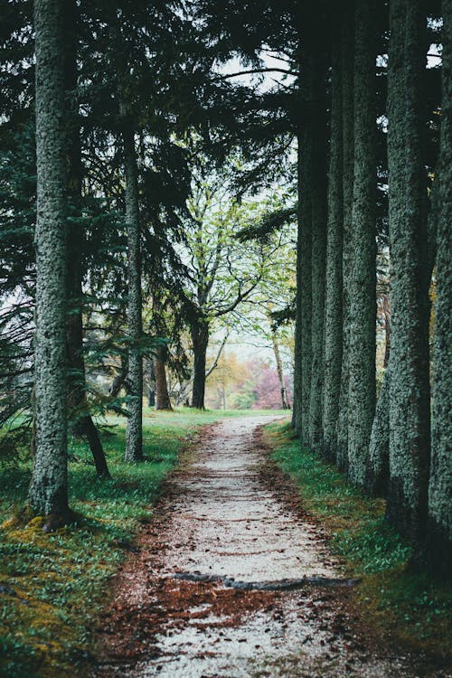 Footpath in Forest