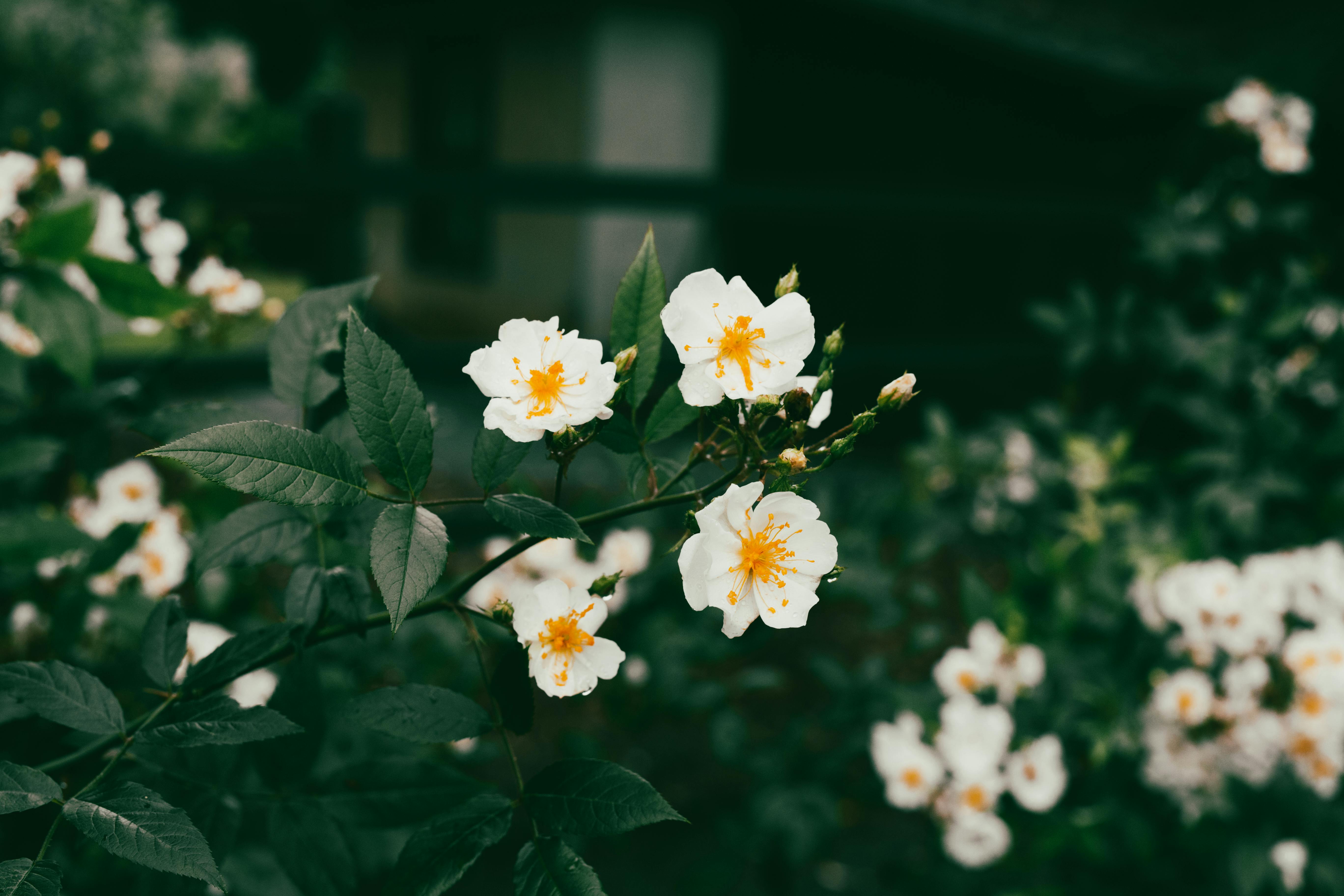 A Bunch of Yellow Flowers in a Basket · Free Stock Photo