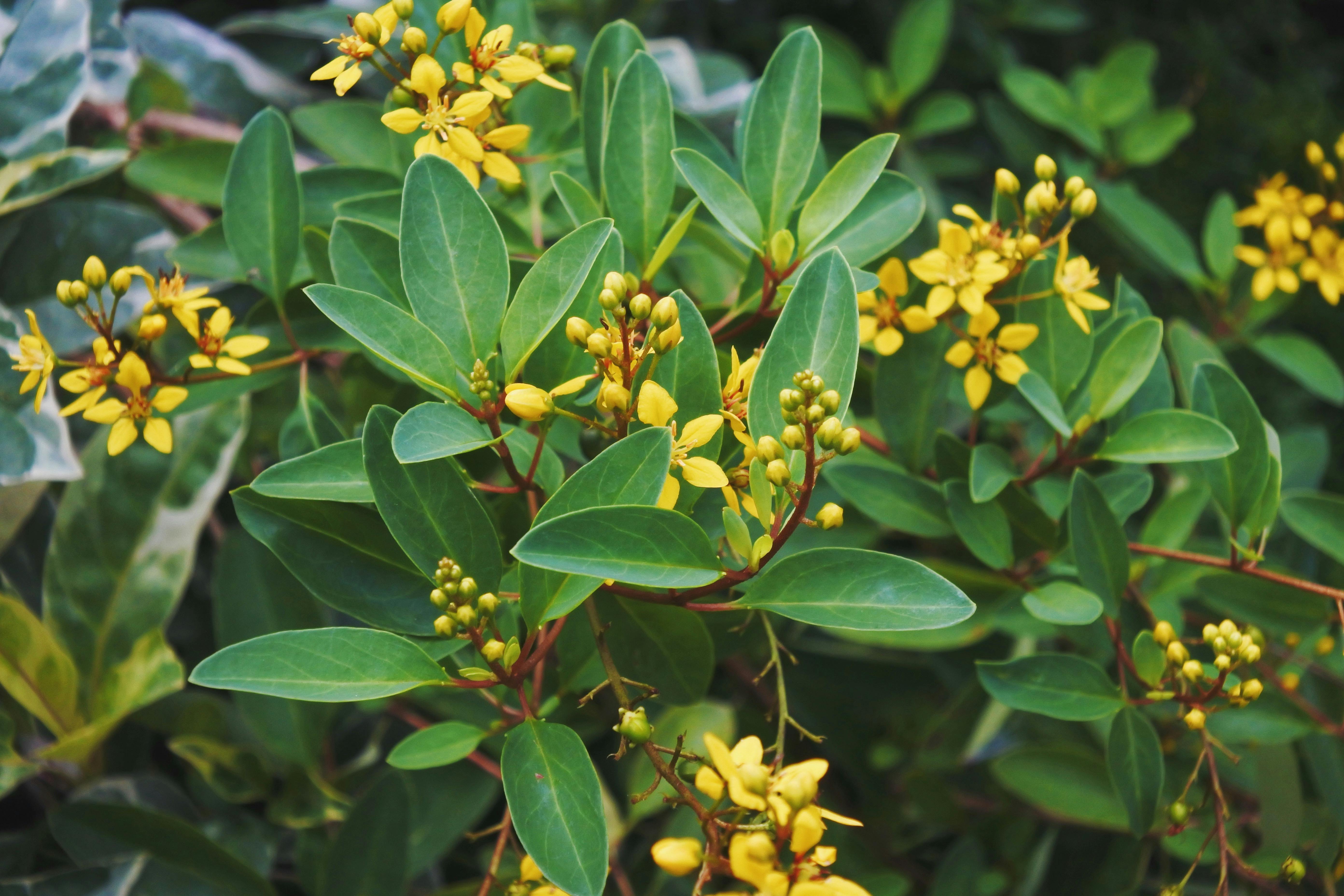 Close-up of vibrant yellow flowers surrounded by lush green leaves in a natural setting.