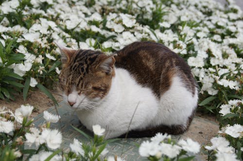 A Cat Surrounded by Flowers