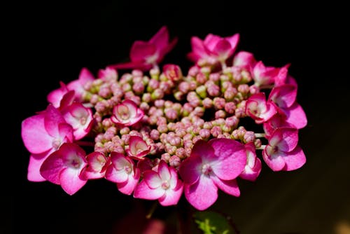 Imagine de stoc gratuită din a închide, floare, flori roz