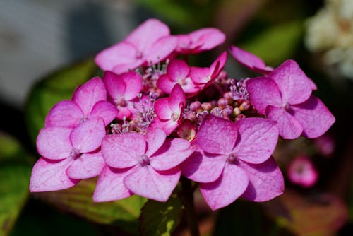 Gratis stockfoto met bloemblaadjes, bloemen, detailopname