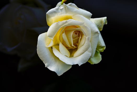 Stunning close-up of a cream rose showcasing delicate petals against a dark background.