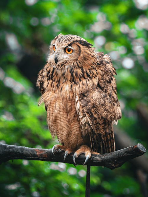 Free Brown Owl Perching on a Branch Stock Photo